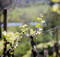 Mount Cole WineWorks - Attractions Brisbane