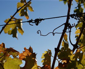 Blackjack Vineyards - Attractions Brisbane 1