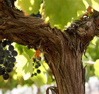 Blackjack Vineyards - Attractions Brisbane