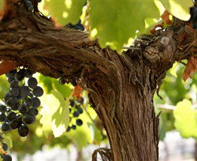 Blackjack Vineyards - Attractions Brisbane 0