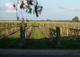Water Wheel Vineyards - Attractions Brisbane 0