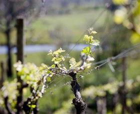 Whistling Eagle Vineyard - Attractions Brisbane 0
