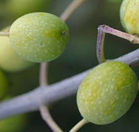 Montalto Vineyard and Olive Grove - Attractions Brisbane