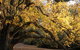 Royal Botanic Gardens Victoria - thumb 6
