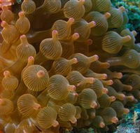 Coral Gardens Dive Site Mooloolaba - Attractions Brisbane