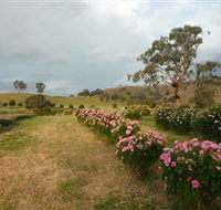 Damasque Rose Oil Farm - Attractions Brisbane