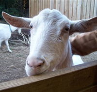 Drysdale Cheeses - Attractions Brisbane
