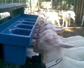 Drysdale Cheeses - Attractions Brisbane 9