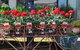 Van Loon's Nursery - thumb 0