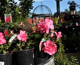 Van Loon's Nursery - Attractions Brisbane 1