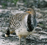 Yongergnow Australian Malleefowl Centre - Attractions Brisbane
