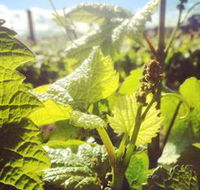 Punt Road Winery - Attractions Brisbane