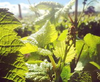 Punt Road Winery