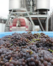 Punt Road Winery - Attractions Brisbane 4