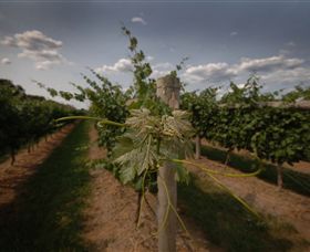 Punt Road Winery - Attractions Brisbane 7