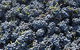 Punt Road Winery - thumb 6