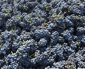 Punt Road Winery - Attractions Brisbane 6