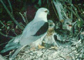 Bushy Park Wetlands - Attractions Brisbane 0