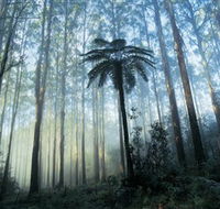 Yarra Ranges National Park - Attractions Brisbane