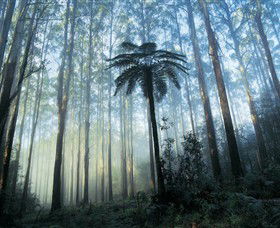 Yarra Ranges National Park - Attractions Brisbane 0