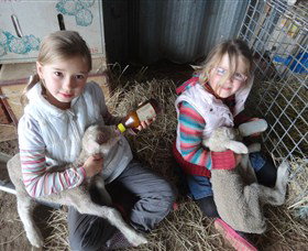 Bathurst Farm Experience - Attractions Brisbane 4