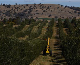 Rylstone Olive Press - Attractions Brisbane 2