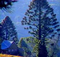 Bunya Mountains National Park - Attractions Brisbane