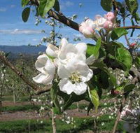 Mouat's Farm - Attractions Brisbane