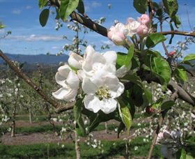 Mouat's Farm - Attractions Brisbane 0