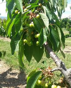 Mouat's Farm - Attractions Brisbane 2