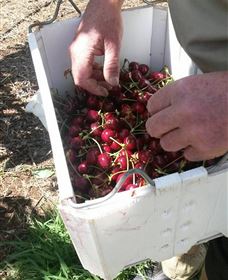 Mouat's Farm - Attractions Brisbane 3