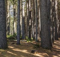 Sugarpine Walk - Attractions Brisbane