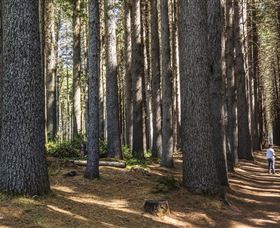 Sugarpine Walk - Attractions Brisbane 0