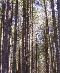 Sugarpine Walk - Attractions Brisbane 3