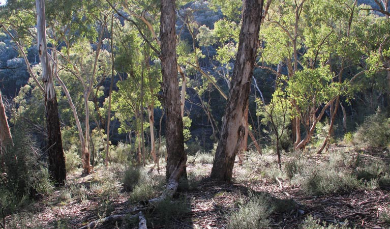 Mount Panorama NSW Attractions Brisbane