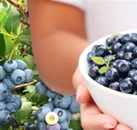 Jolly Berries - Attractions Brisbane