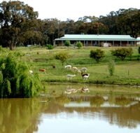 Clearview Alpacas - Attractions Brisbane