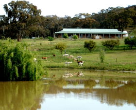 Clearview Alpacas - Attractions Brisbane 0