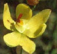 Langwarrin Flora and Fauna Reserve - Attractions Brisbane