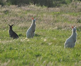 Panorama Garden Estate - Attractions Brisbane 1