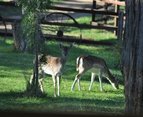 Panorama Garden Estate - Attractions Brisbane 7