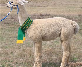 Marchmont Park Alpacas - Attractions Brisbane 1