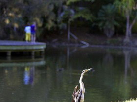 Birdwatching In The South Burnett - Attractions Brisbane 0