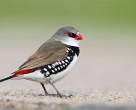 Capertee Valley Bird Trail - Attractions Brisbane 1