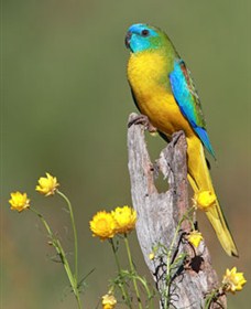 Capertee Valley Bird Trail - Attractions Brisbane 5