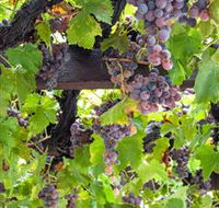  Murrumbateman Winery Company Pty Ltd  - Attractions Brisbane
