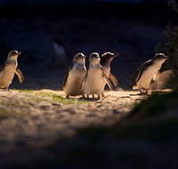 Phillip Island Nature Parks - Attractions Brisbane