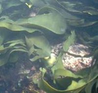 Churchill Island Marine National Park - Attractions Brisbane