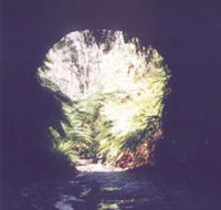 Glow Worm Tunnel - Attractions Brisbane