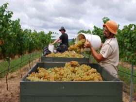 Golden Grove Estate - Attractions Brisbane 0